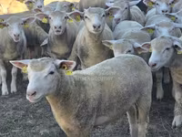 Ոչխար, Ile-de-France sheep — լուսանկար 1