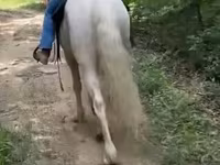 حصان, Kentucky mountain daddle horse — الصورة 2
