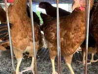 Chickens — फ़ोटो 6