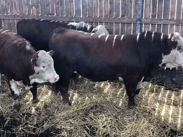 Cow, Hereford