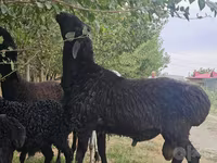 Խոյ, Ոչխարներ — լուսանկար 4