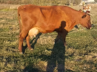 Kuh, Simmental cattle — Foto 5