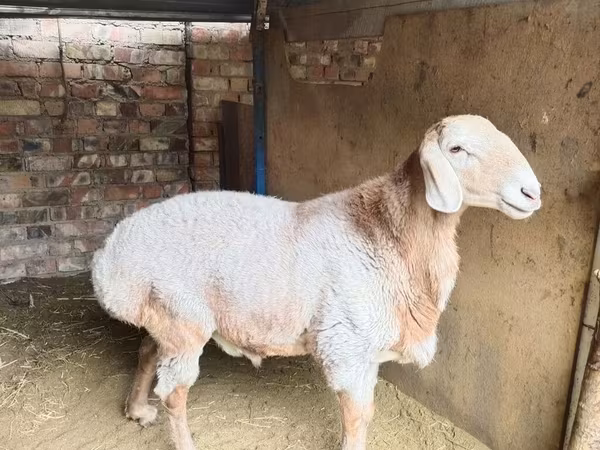 公羊, Arashan sheep