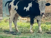Kuh, Simmental cattle — Foto 4