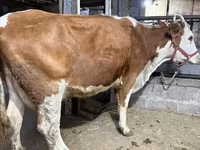 गाय, गोलस्टीन नस्ल — फ़ोटो 4