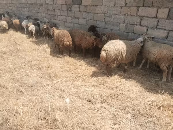 Ovejas (lote, sexo no especificado), Ovejas