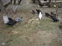 Ducks — Foto 3