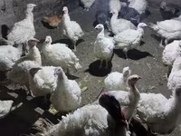 Հնդկահավի միս Հնդուշկա — լուսանկար 4