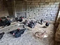 أمريكان غيم — الصورة 7