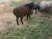 Widder, Rhon sheep — Foto 1