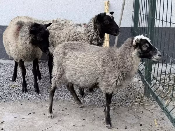 Ram, Hissar sheep