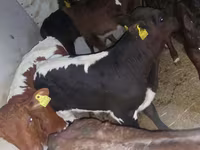 Bulle, Simmental cattle — Foto 4