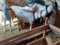 母山羊, Goats — 照片 3