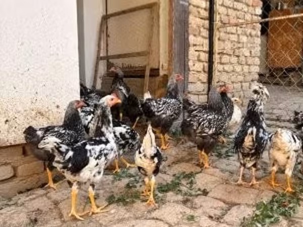 وياندوت