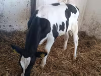 Կով, Russian Black pied cattle — լուսանկար 1