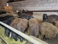 Խոյ, Edilbay sheep — լուսանկար 2
