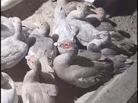Ducks — Foto 1