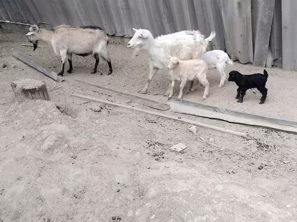Коза, Козлы