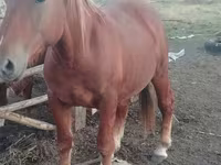 Horse (M), Russian Heavy Draft — photo 6