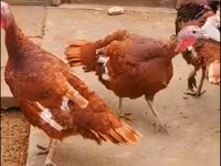 بوربون الأحمر — الصورة 6