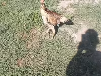 Chickens — photo 1