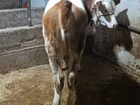 Ցուլ, Simmental cattle — լուսանկար 3