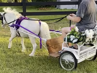Ձի, Miniature horse — լուսանկար 2
