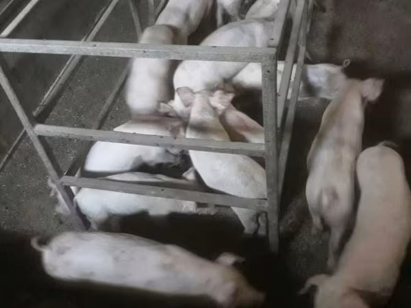 Säue, Датский ландрас