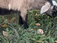 Cabra, Nubian Goat — foto 4