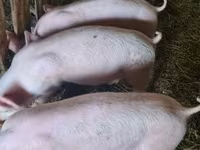 मादा सूअर, Крупная белая — फ़ोटो 3