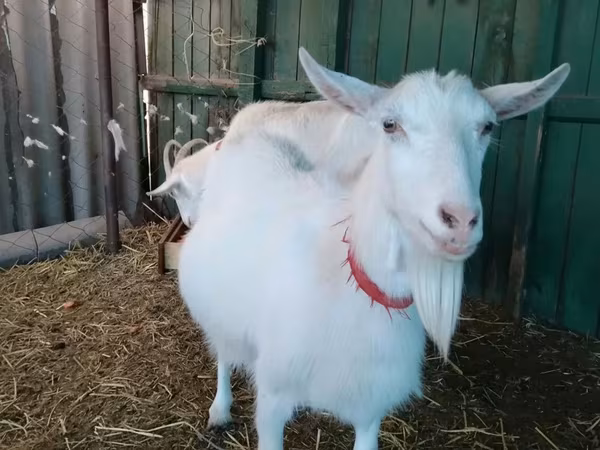Էգ այծ, Saanen goat