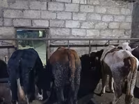 Bull, Russian Black pied cattle — photo 5