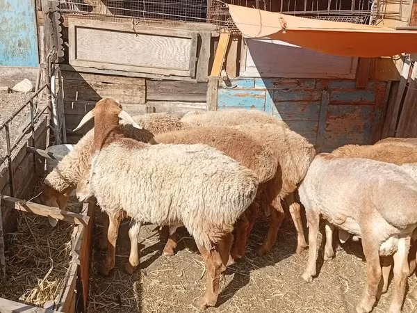 Խոյ, Rhon sheep