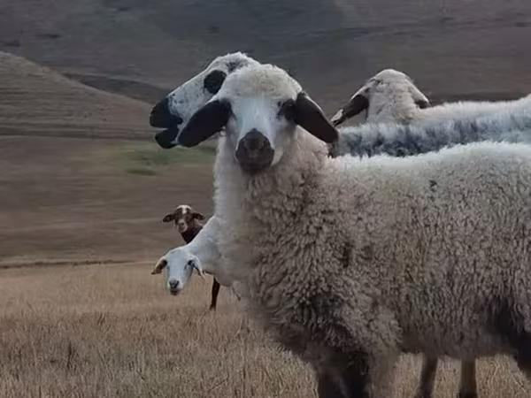 Խոյ, Ոչխարներ — Հայաստան
