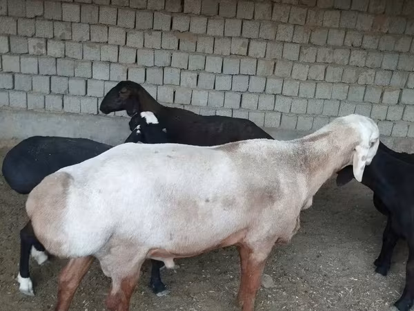 Ram, Edilbay sheep