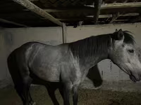 Mare, Thoroughbred horse — photo 3