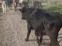 Bull, Cattle — photo 2