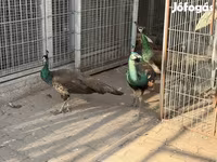 Chickens — الصورة 3
