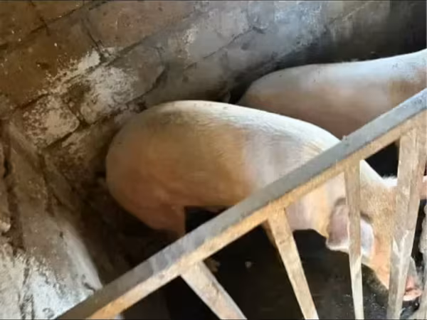 Էգ խոզ, Крупная белая