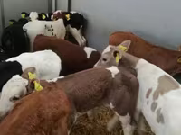 牛只（批次，未指定性别）, Simmental cattle — 照片 2