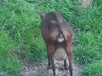 Էգ այծ, Irish goat — լուսանկար 2