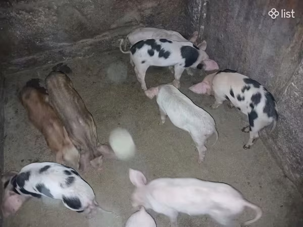 Säue, Schweine — Armenien