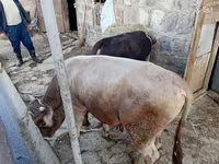 Ցուլ, Խոշոր եղջերավոր — լուսանկար 1