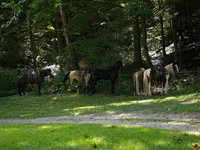 公马, Pinto horses — 照片 3
