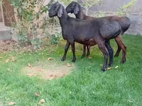 Carnero, Arashan sheep — foto 6