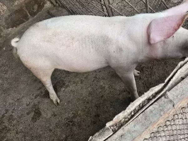 Էգ խոզ,  — Հայաստան