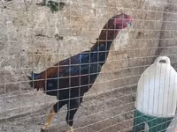 Chickens — լուսանկար 2