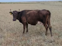 Կով, Ukrainian grey cattle — լուսանկար 4