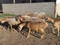 绵羊（批次，未指定性别）, Merino sheep — 照片 3
