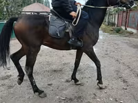 公马, Thoroughbred horse — 照片 4